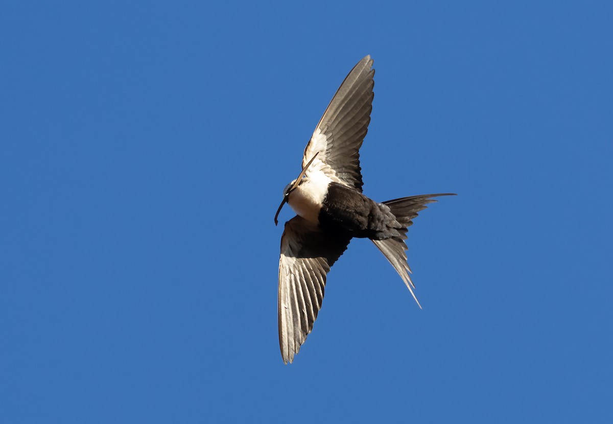 Golondrina Dorsiblanca - ML642301084
