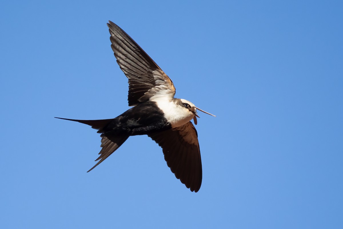 Golondrina Dorsiblanca - ML642301086