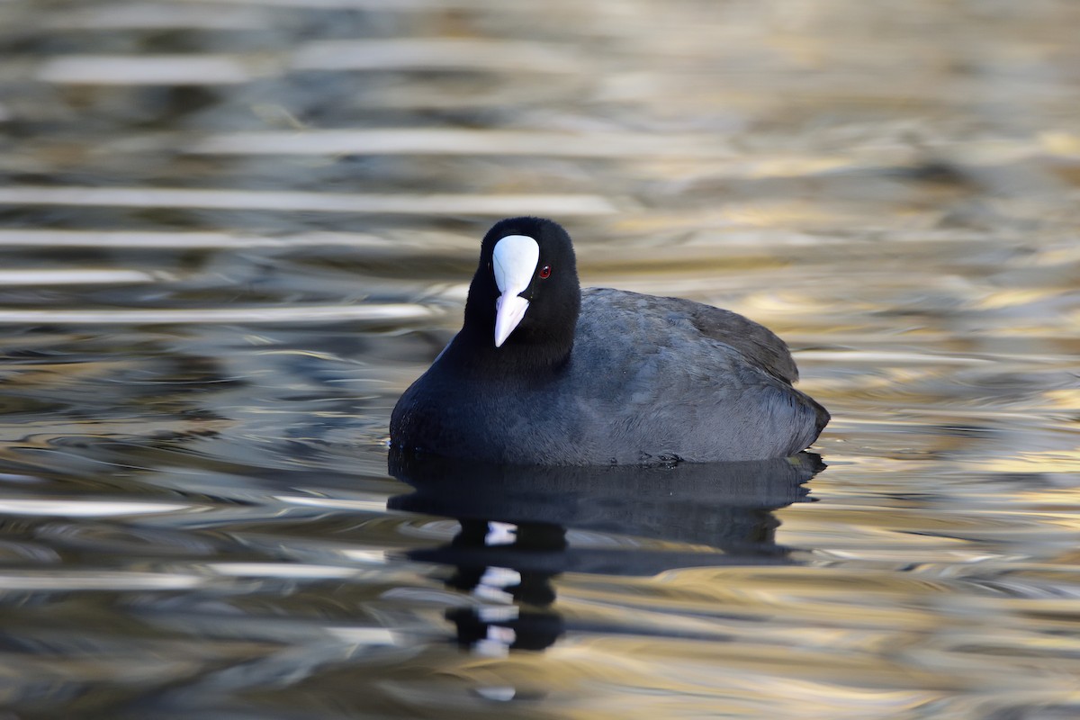 Eurasian Coot - ML642301088