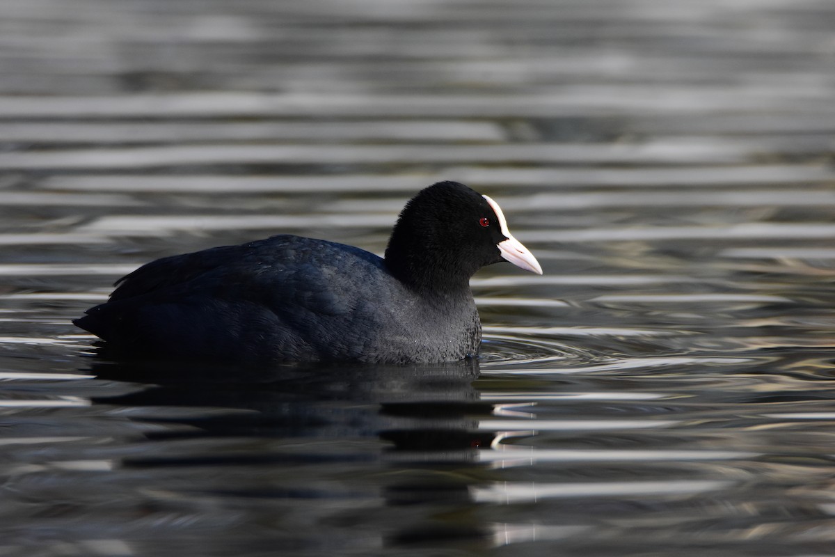 Eurasian Coot - ML642301089