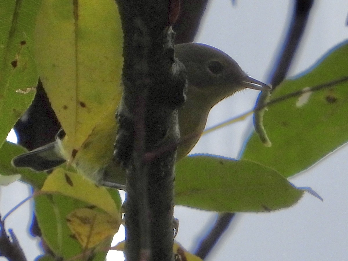 magnoliaparula - ML642301092