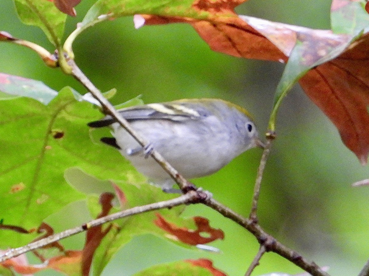 brunsideparula - ML642301096