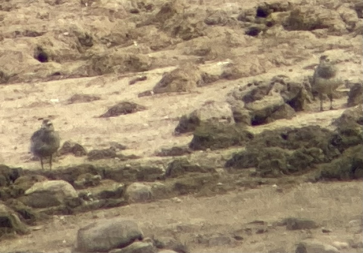 American Golden-Plover - ML642301098