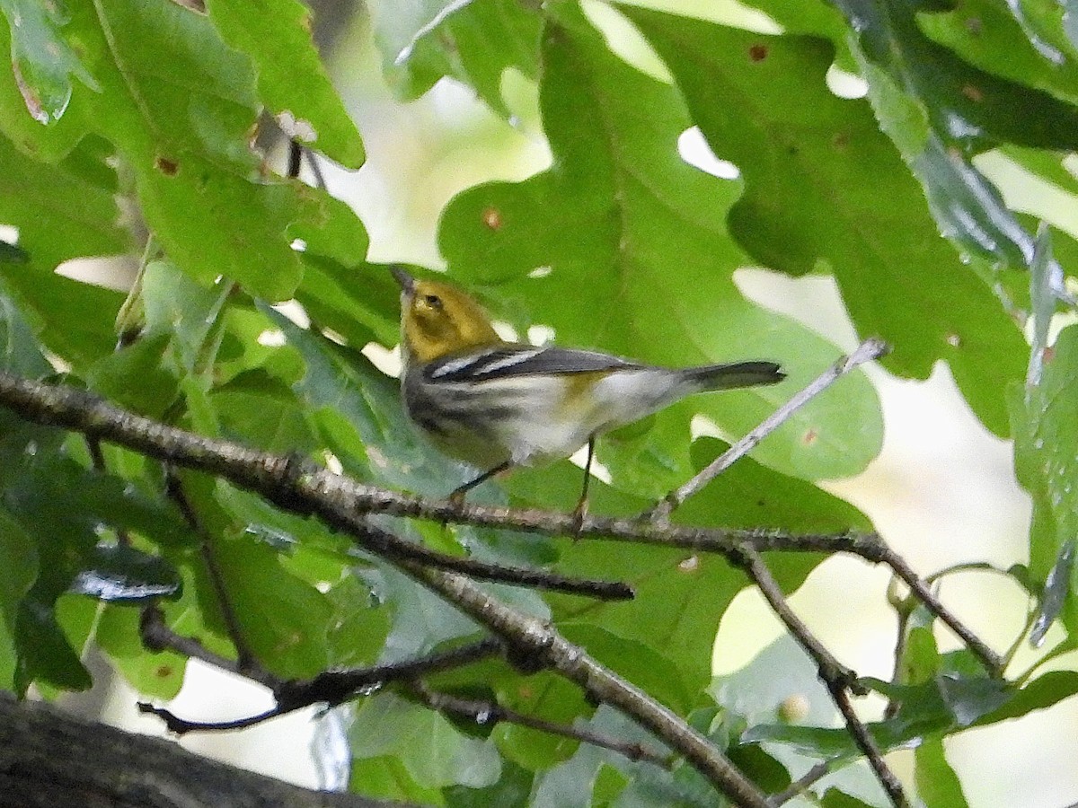 grønnparula - ML642301100