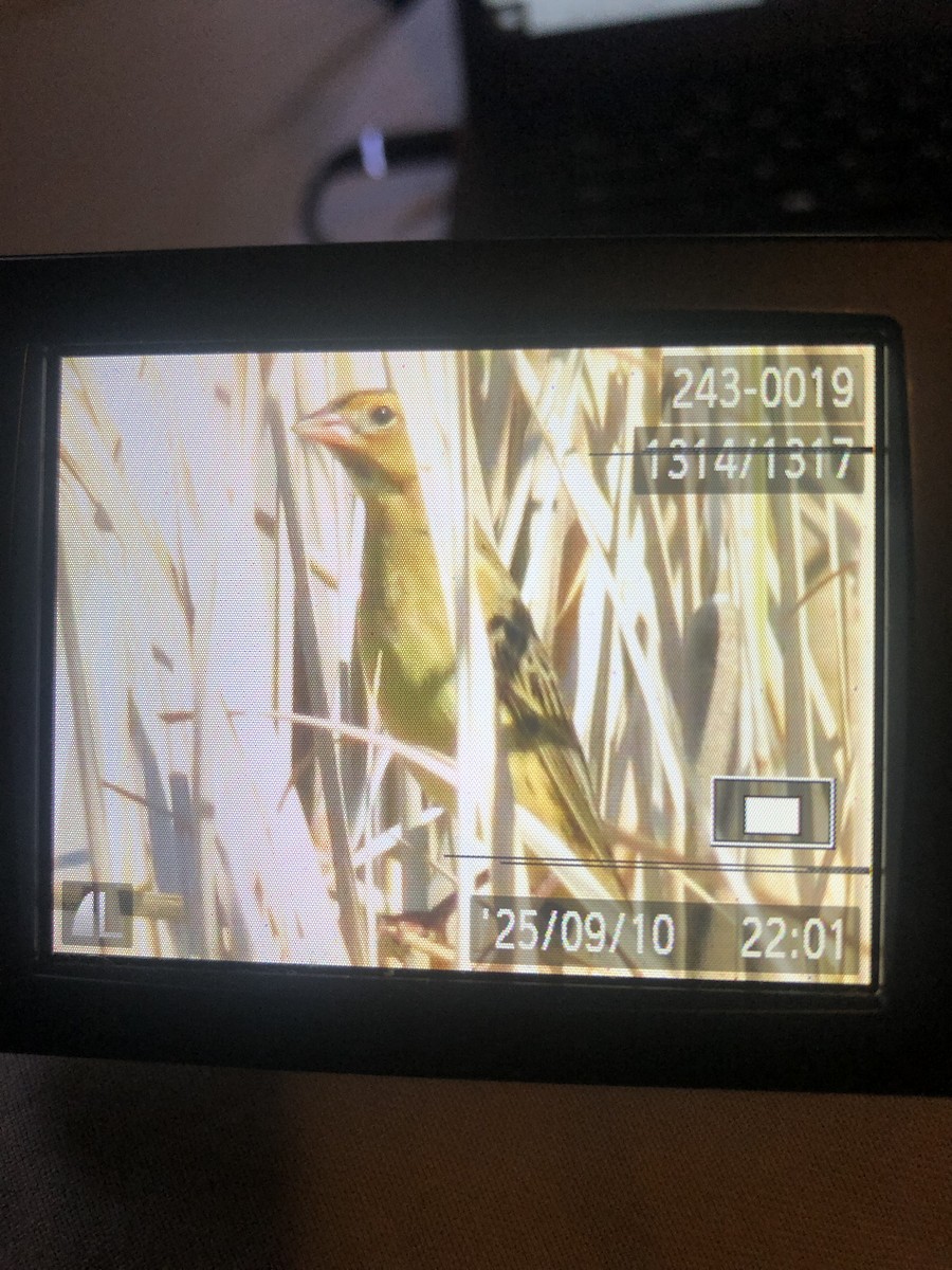 Bobolink - ML642301105