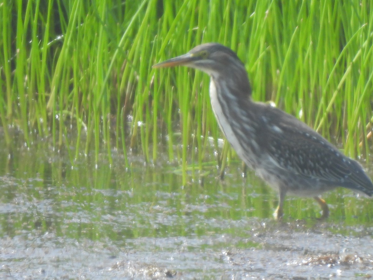 Green Heron - ML642301109