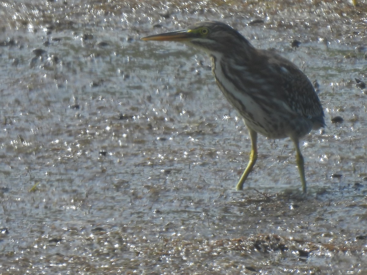 Green Heron - ML642301110