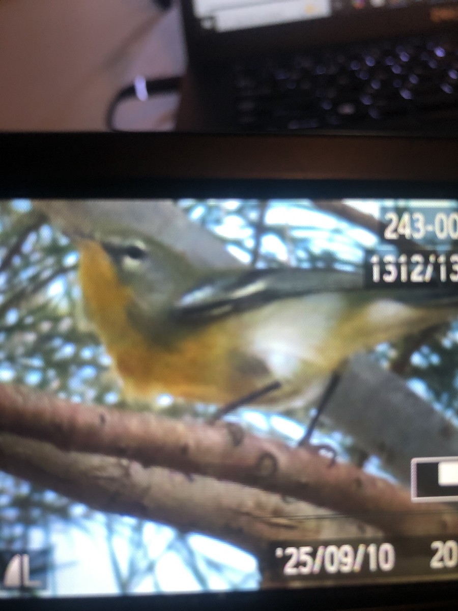 Northern Parula - ML642301116