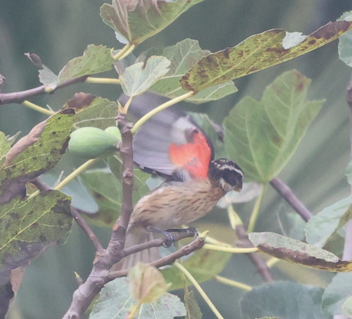 Rose-breasted Grosbeak - ML642301136