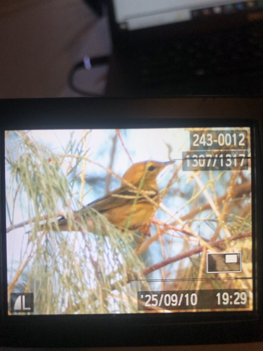 Blackpoll Warbler - ML642301137