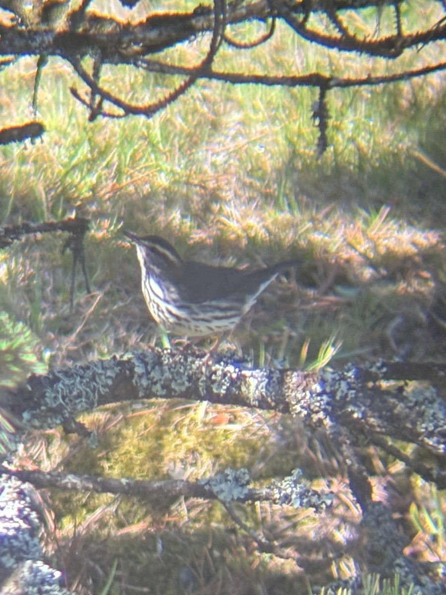 Northern Waterthrush - ML642301142