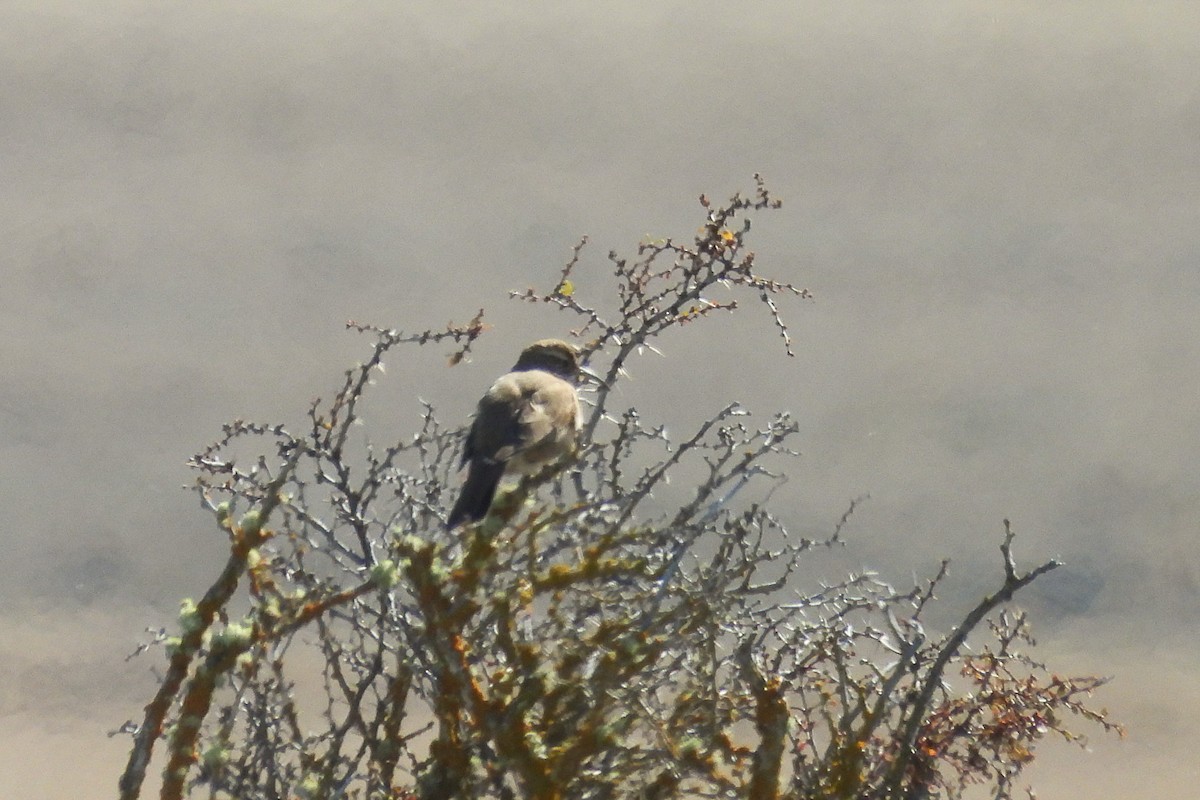 Scale-throated Earthcreeper - ML642301153