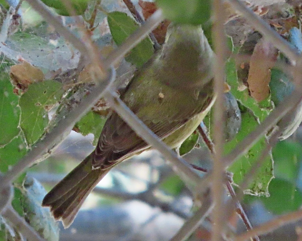 Orange-crowned Warbler - ML642301169