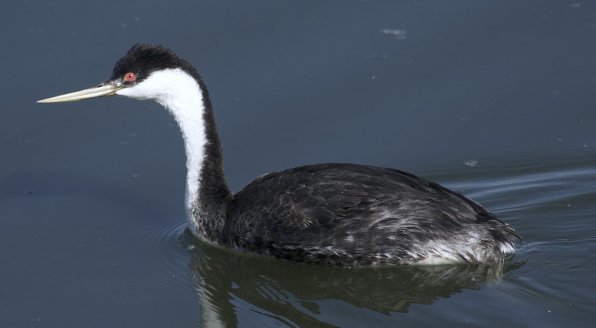 Western Grebe - ML642301189