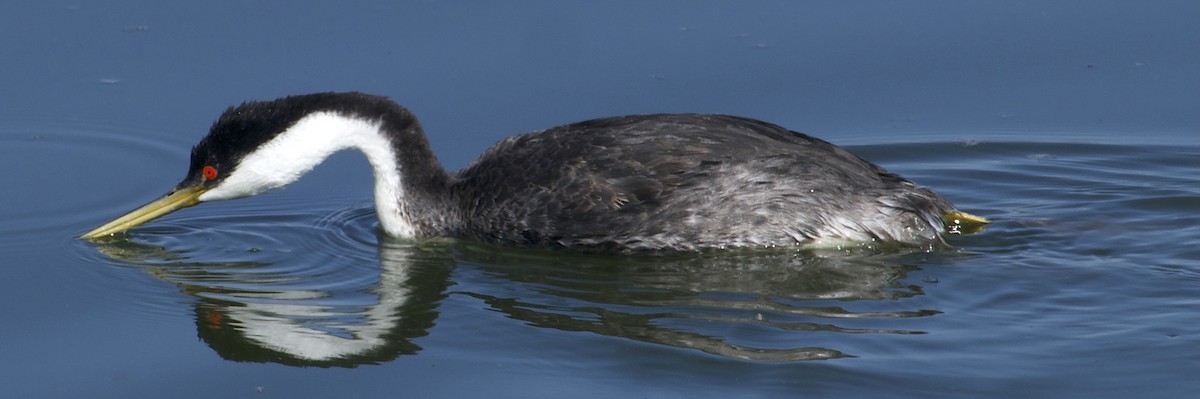 Western Grebe - ML642301194