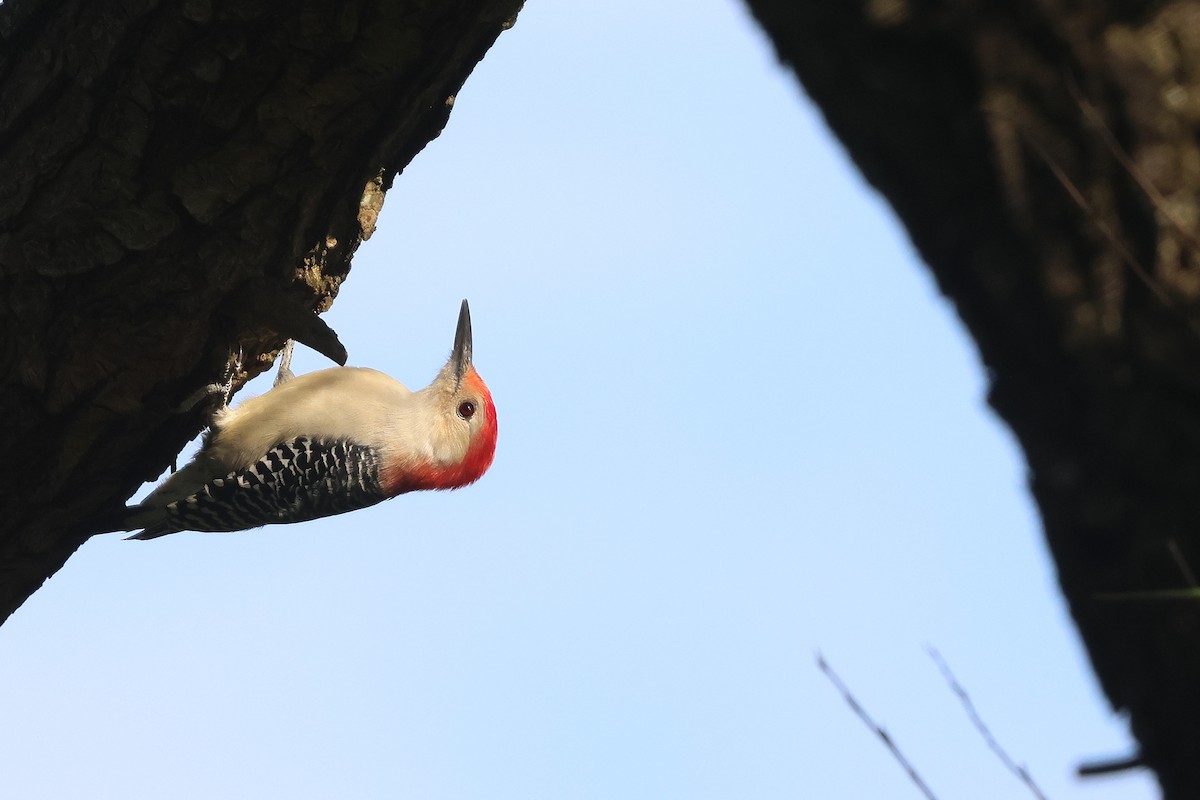 Red-bellied Woodpecker - ML642301228