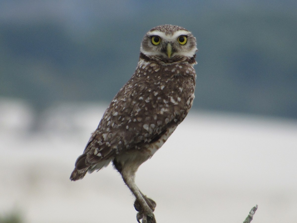 Burrowing Owl - ML642301232