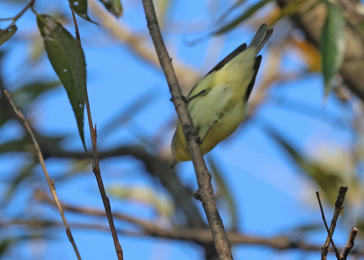 Philadelphia Vireo - ML642301237