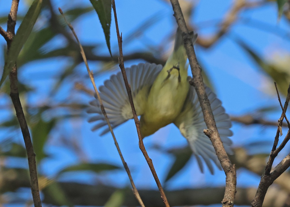 Philadelphia Vireo - ML642301238