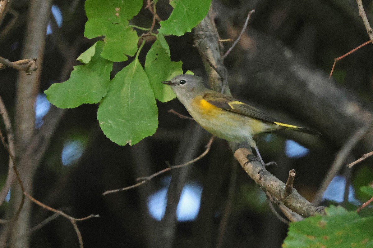 American Redstart - ML642301259