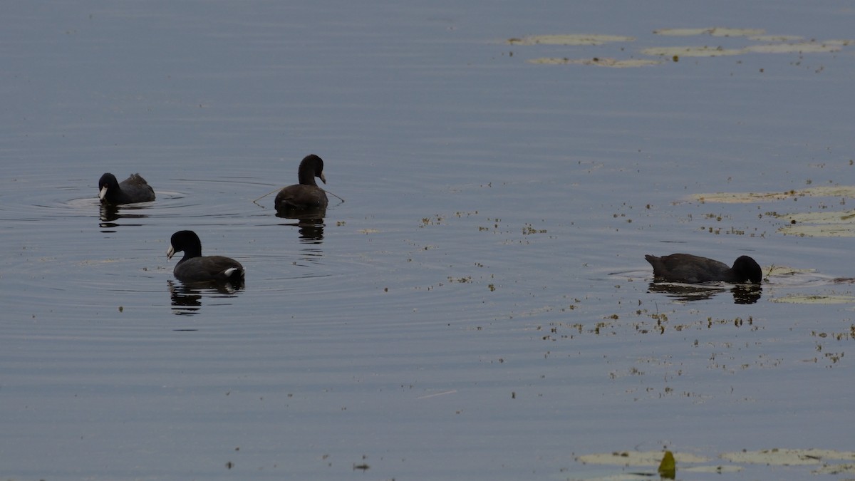 American Coot - ML642301260