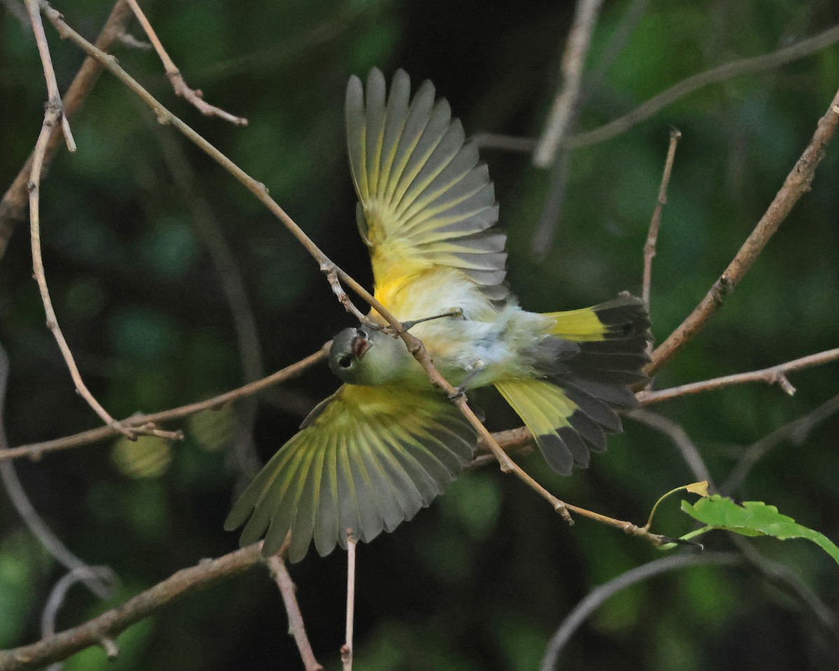 American Redstart - ML642301261