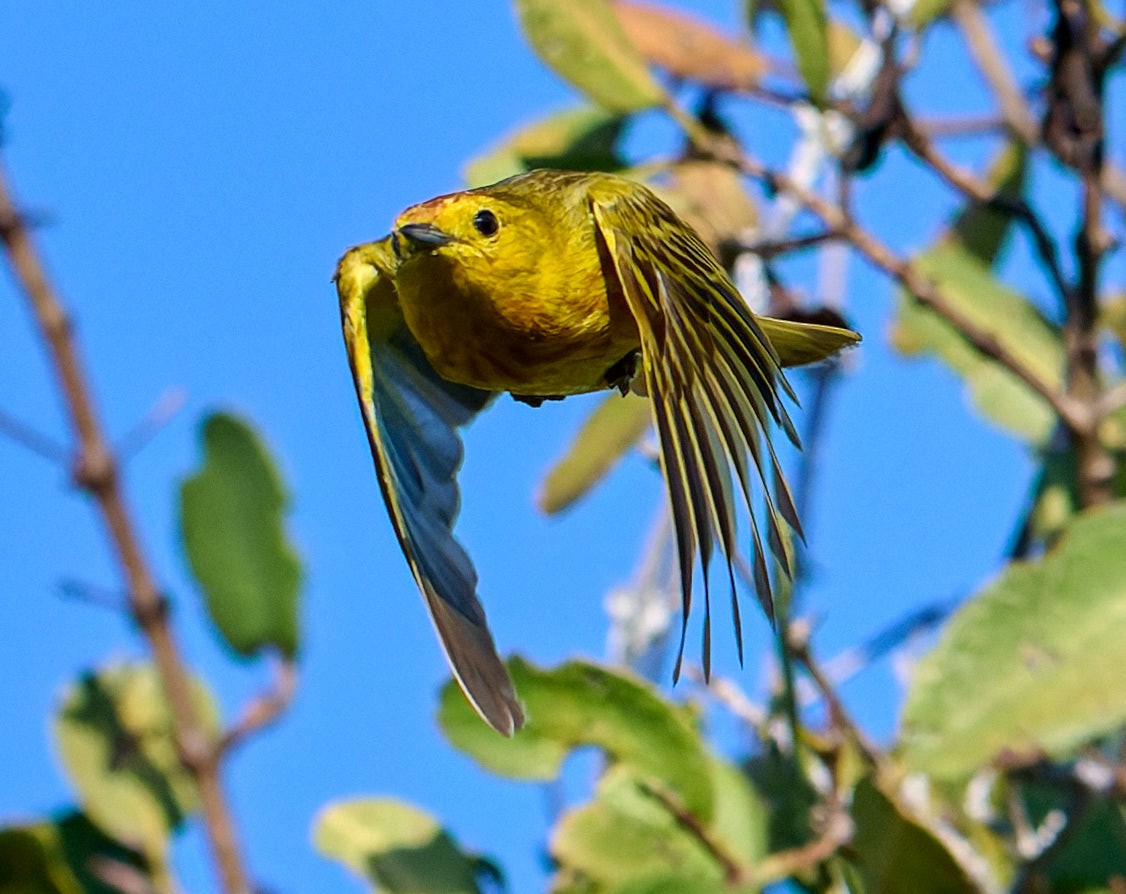 Yellow Warbler (Galapagos) - ML642301268