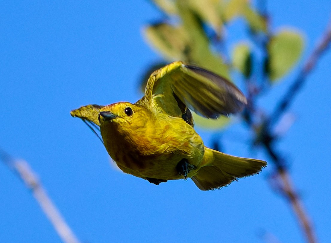 Yellow Warbler (Galapagos) - ML642301269