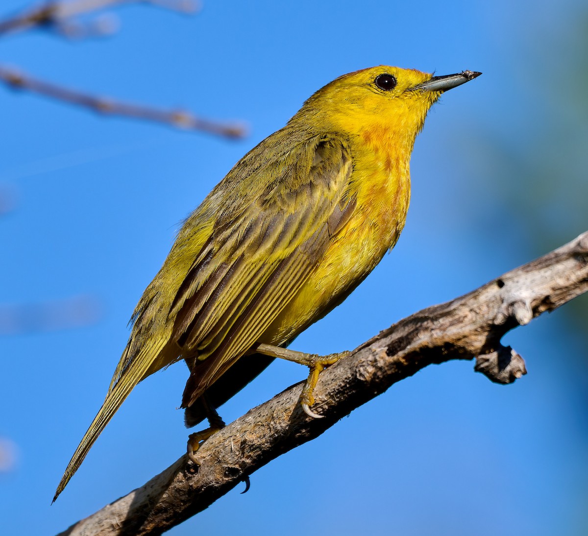 Yellow Warbler (Galapagos) - ML642301270