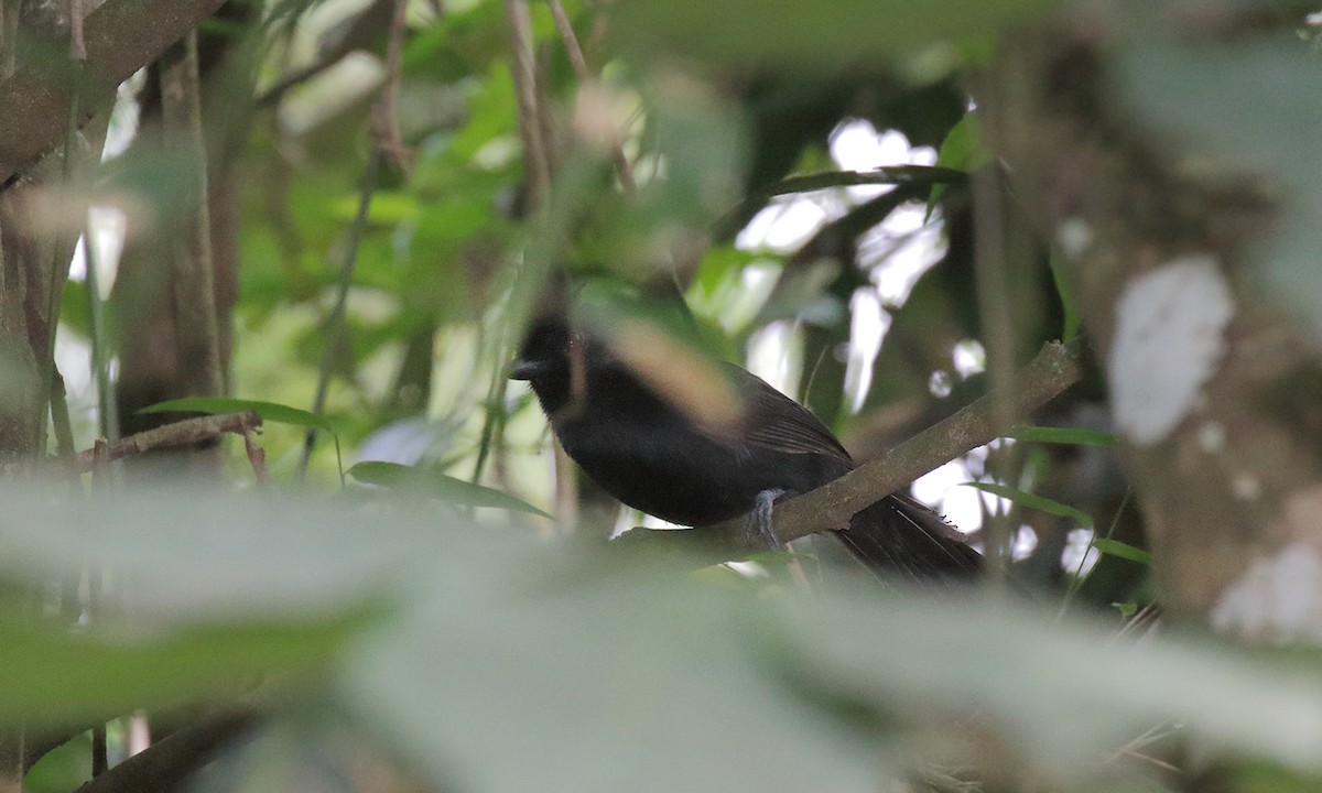 Tufted Antshrike - ML642301279