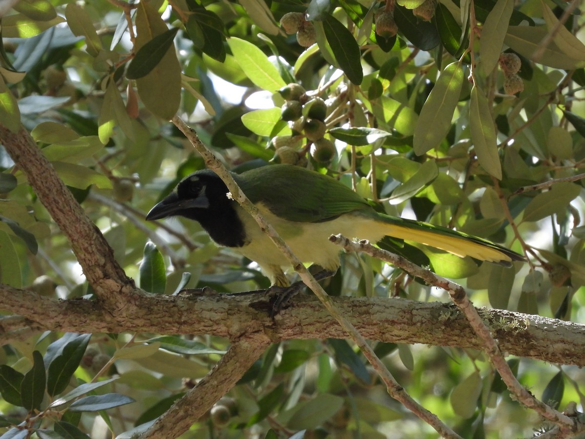 Green Jay (Green) - ML642301283