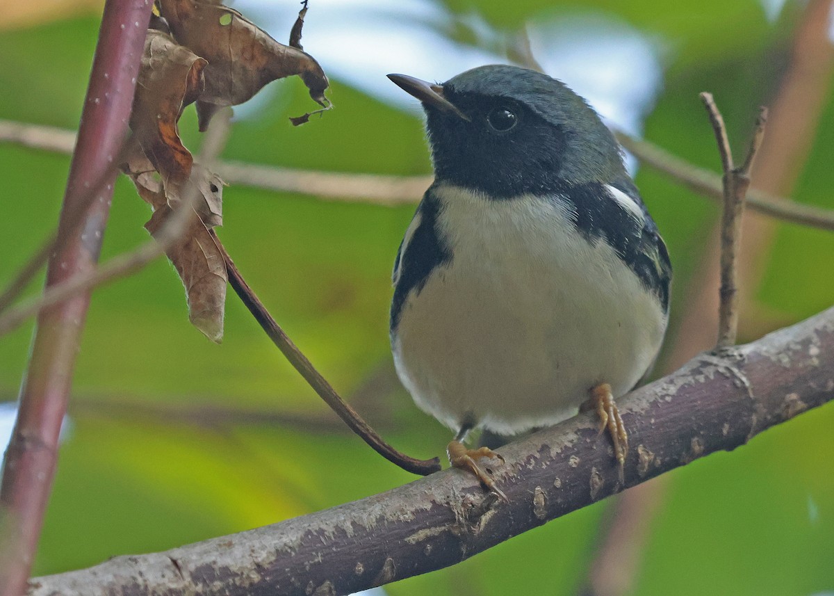 Black-throated Blue Warbler - ML642301284