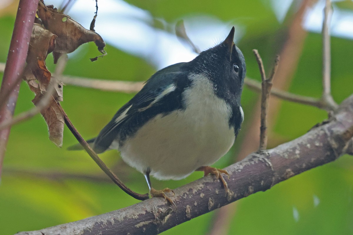 Black-throated Blue Warbler - ML642301285