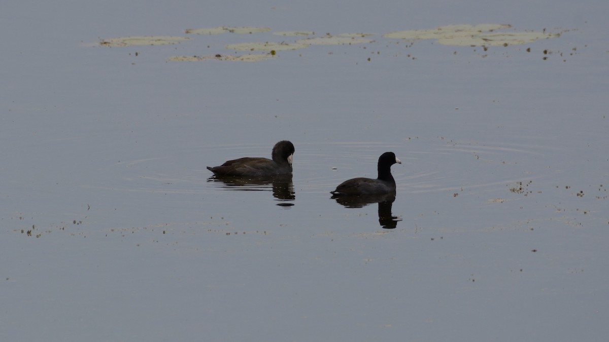 American Coot - ML642301296