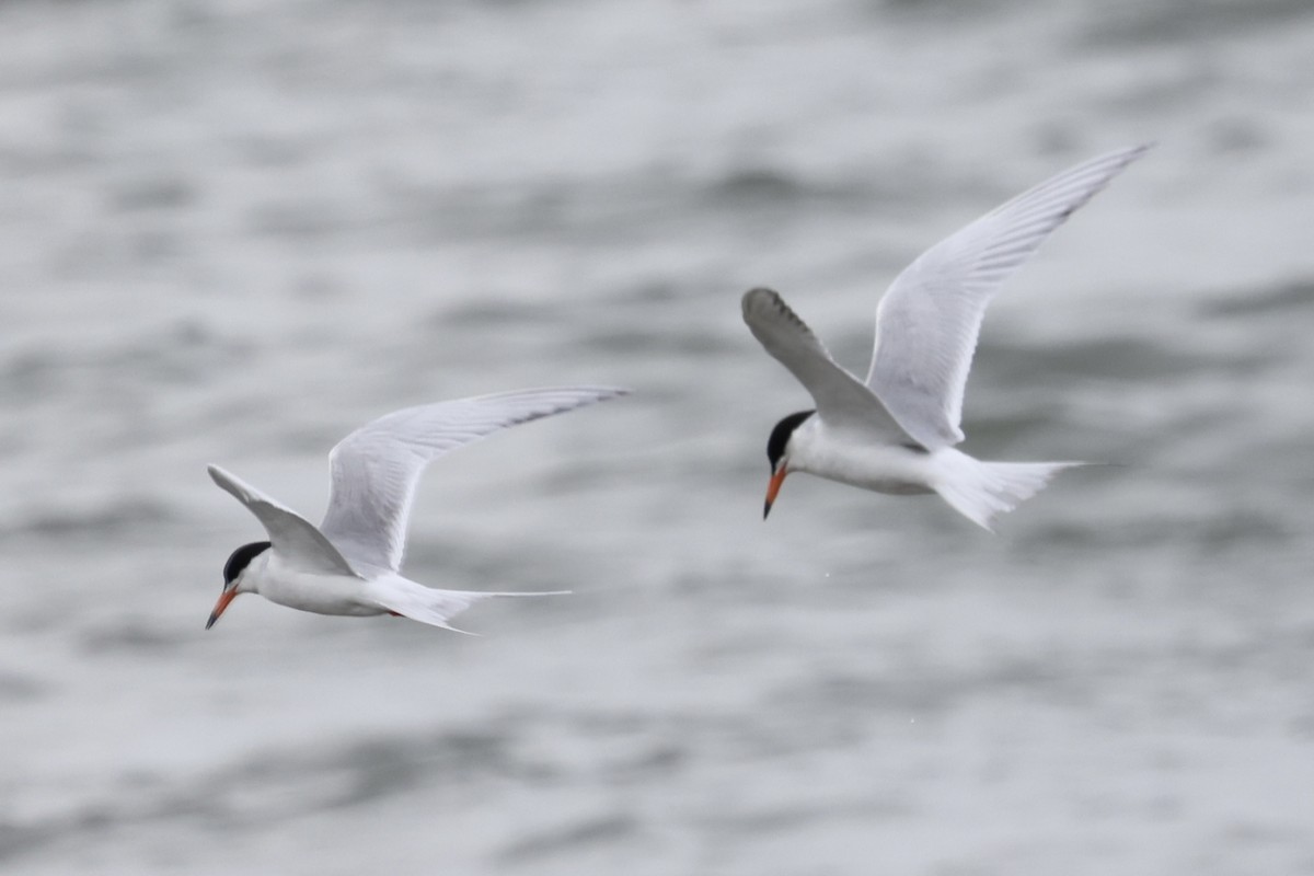 Forster's Tern - ML642301332