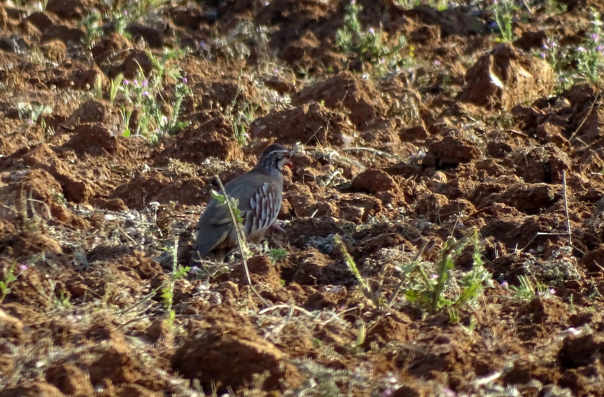 Red-legged Partridge - ML642301333