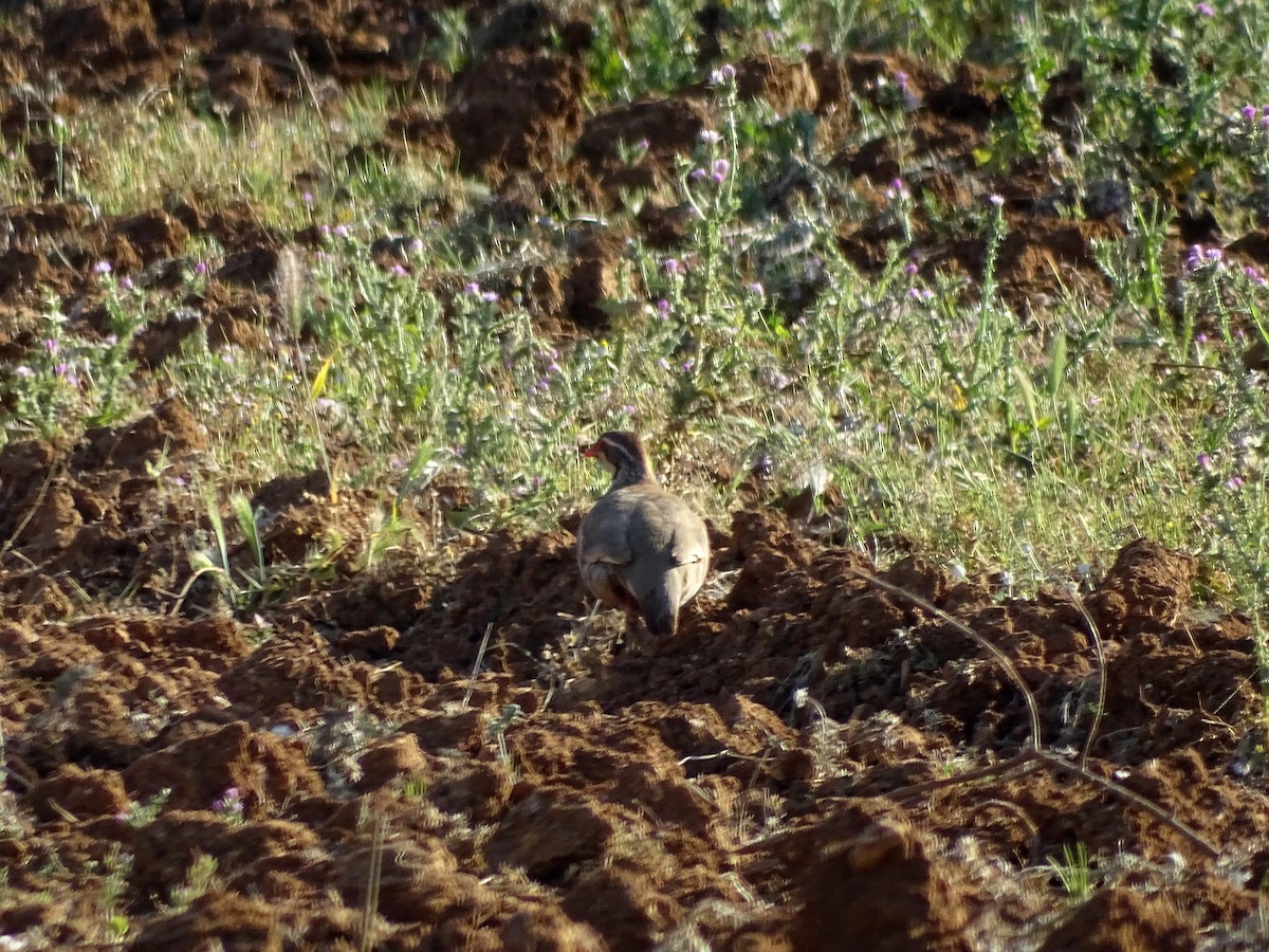 Red-legged Partridge - ML642301338