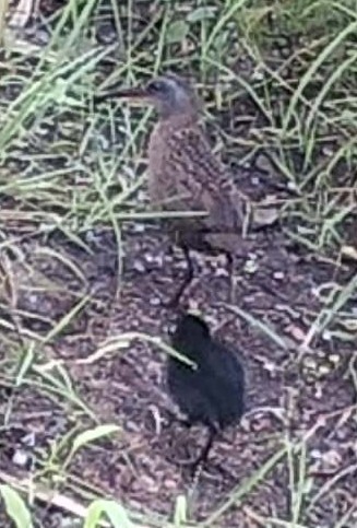 Virginia Rail - ML642301340