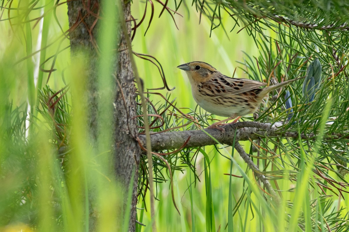 LeConte's Sparrow - ML642301351
