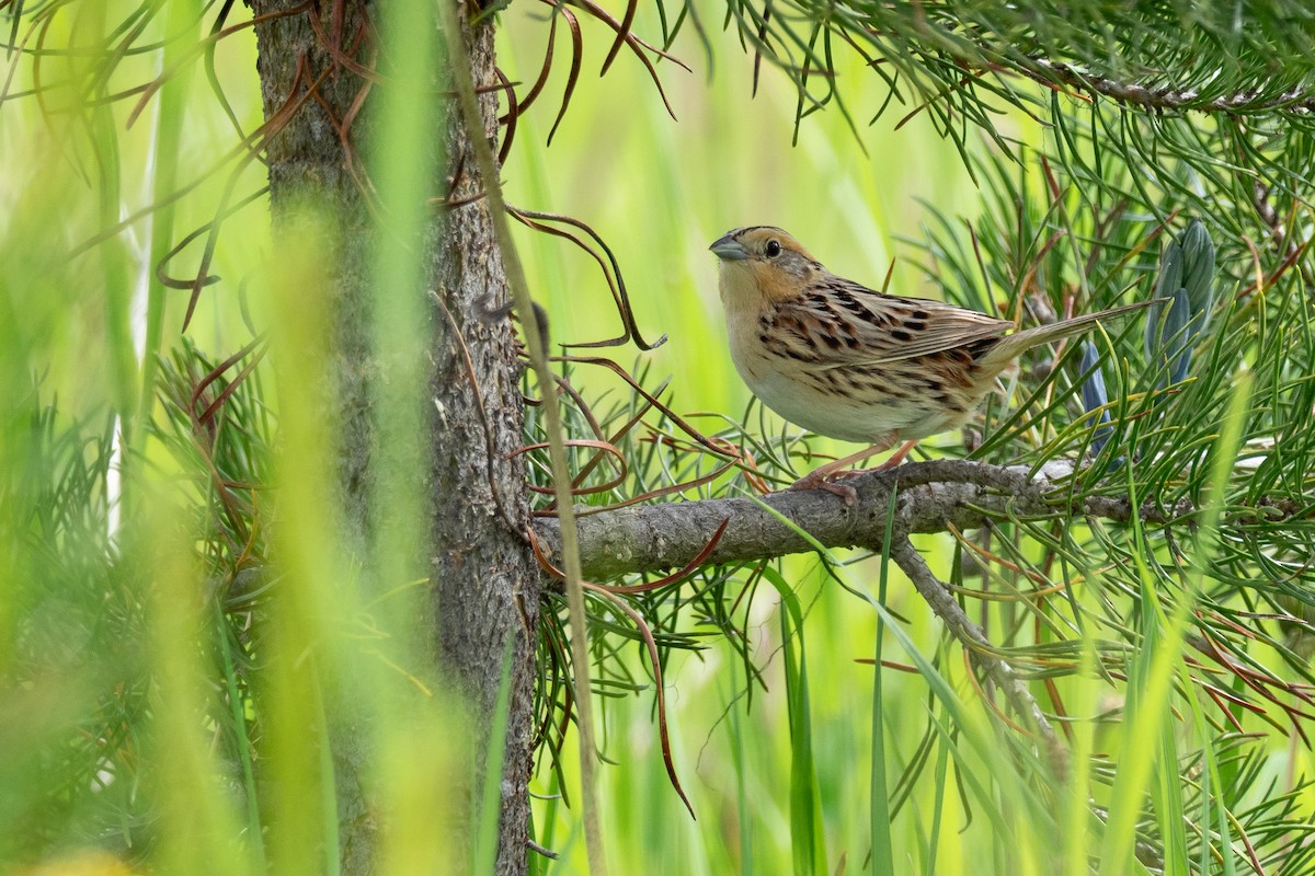 LeConte's Sparrow - ML642301352