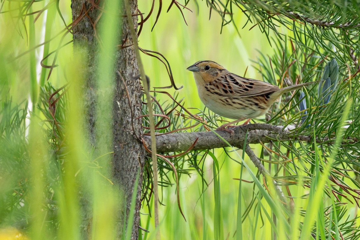 LeConte's Sparrow - ML642301353