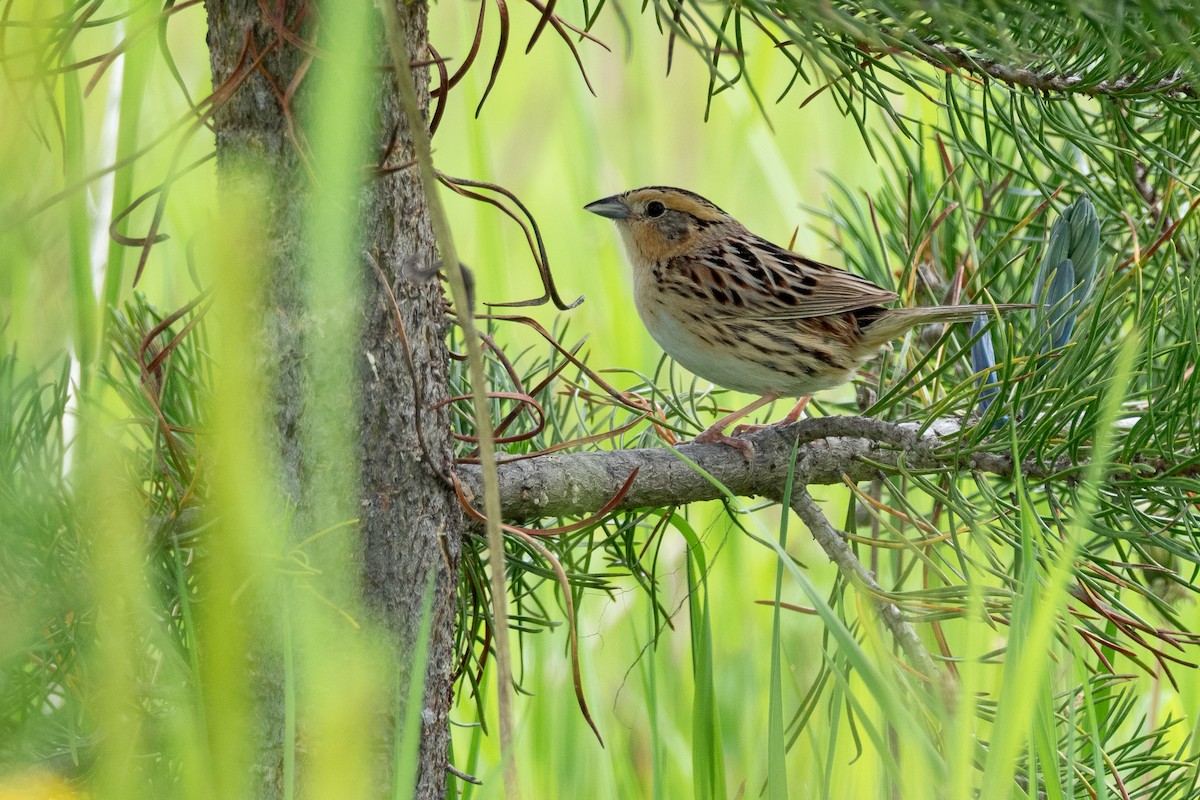 LeConte's Sparrow - ML642301355