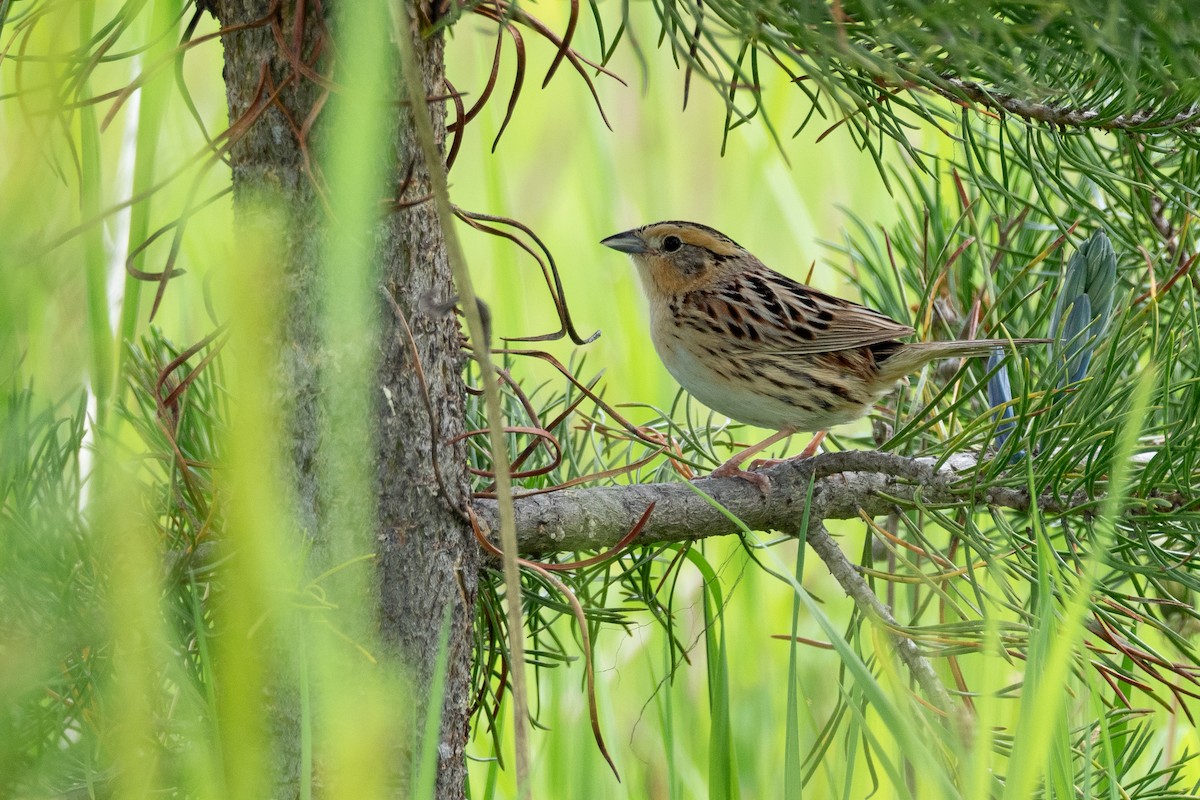 LeConte's Sparrow - ML642301356