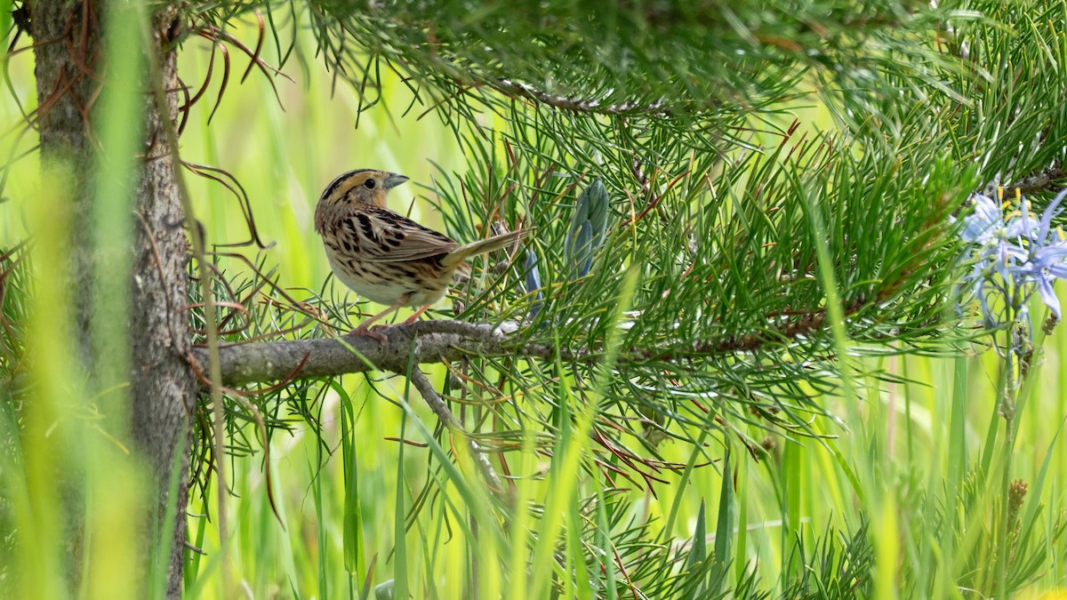 LeConte's Sparrow - ML642301357