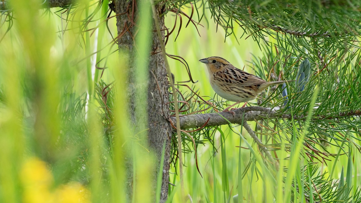 LeConte's Sparrow - ML642301358