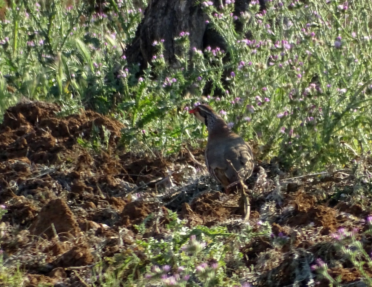 Red-legged Partridge - ML642301360