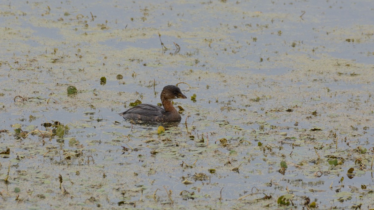 Pied-billed Grebe - ML642301367