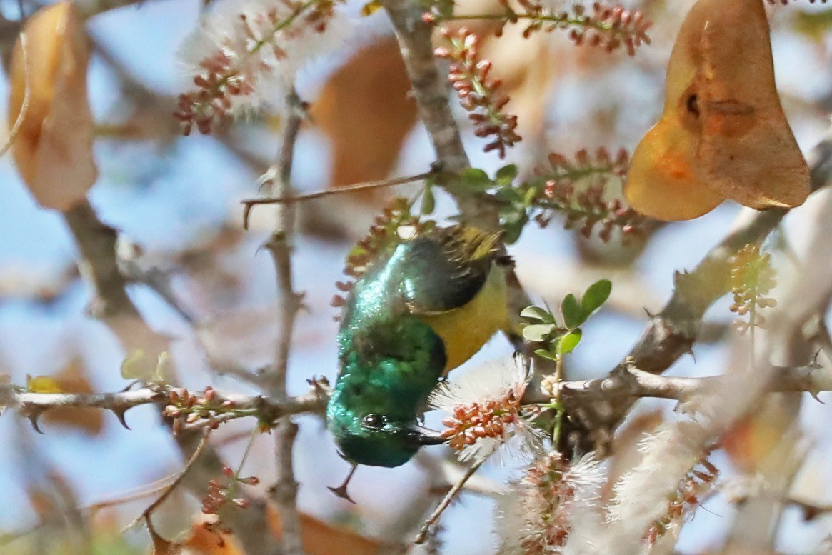 Collared Sunbird - ML642301371