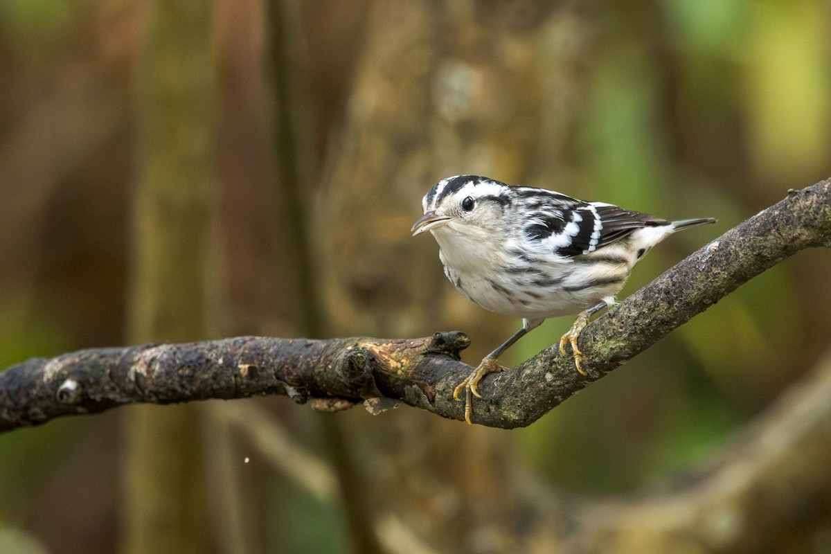 Black-and-white Warbler - ML642301374
