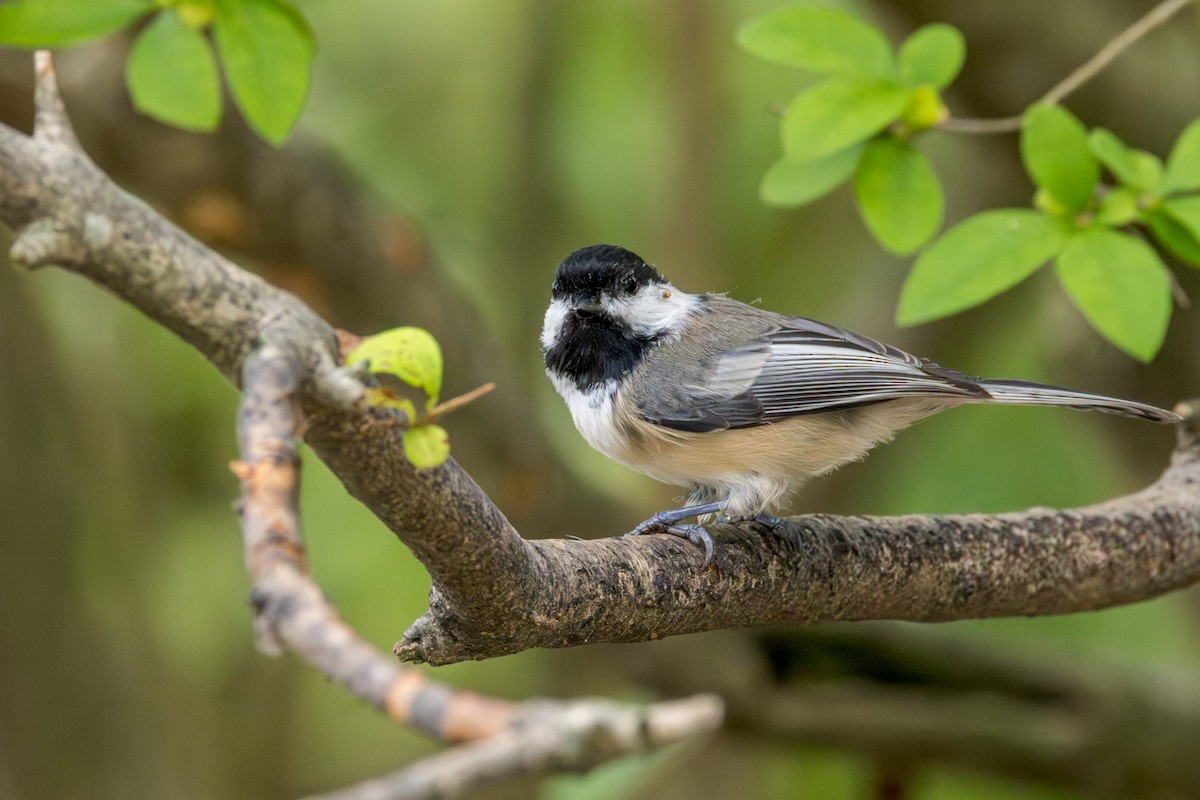 Black-capped Chickadee - ML642301384